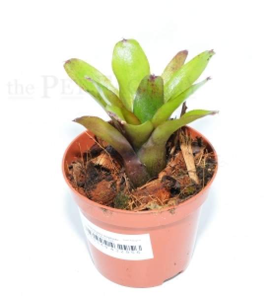 Neoregelia mephisto